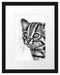 junge Marmorkatze Passepartout 38x30