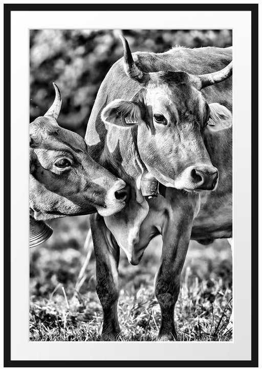 Kühe auf der Weide Passepartout 100x70