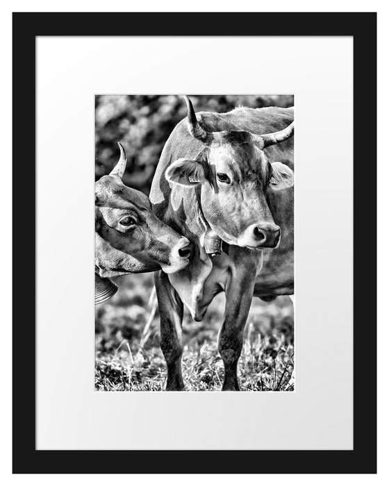 Kühe auf der Weide Passepartout 38x30