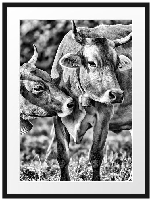 Kühe auf der Weide Passepartout 80x60
