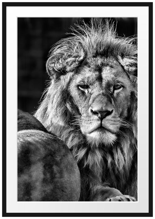 Pixxprint schönes Löwenpaar, im Galerie-Passepartout Bilderrahmen