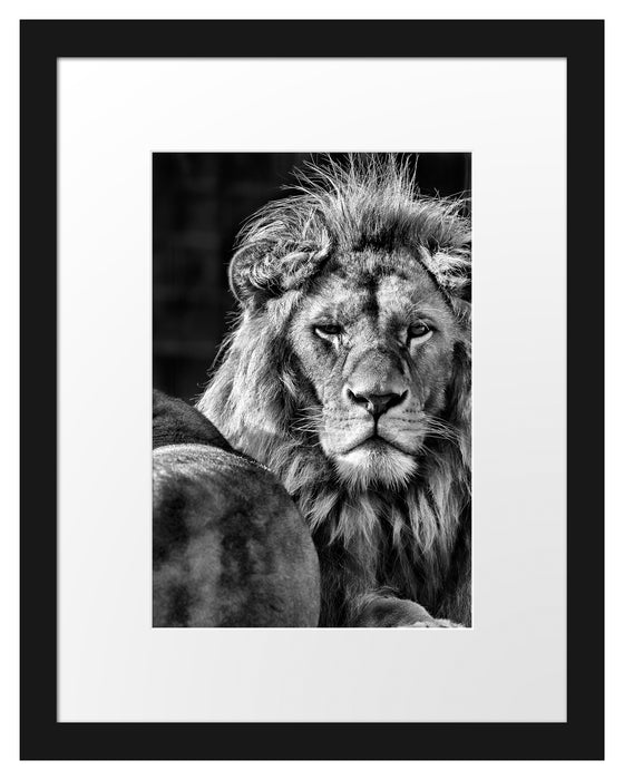 schönes Löwenpaar Passepartout 38x30