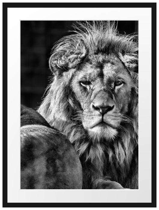 schönes Löwenpaar Passepartout 80x60