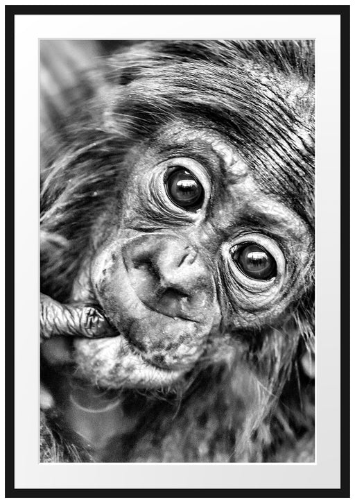kleines Affenbaby Passepartout 100x70