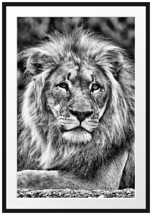 Pixxprint majestätischer Löwe auf Stein, im Galerie-Passepartout Bilderrahmen