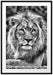 majestätischer Löwe auf Stein Passepartout 100x70