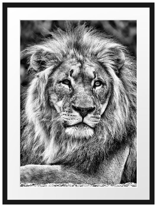 majestätischer Löwe auf Stein Passepartout 80x60