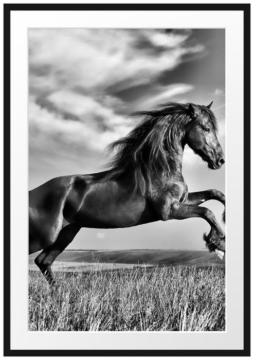 Pixxprint Schwarzer Hengst auf grünen Wiese, im Galerie-Passepartout Bilderrahmen