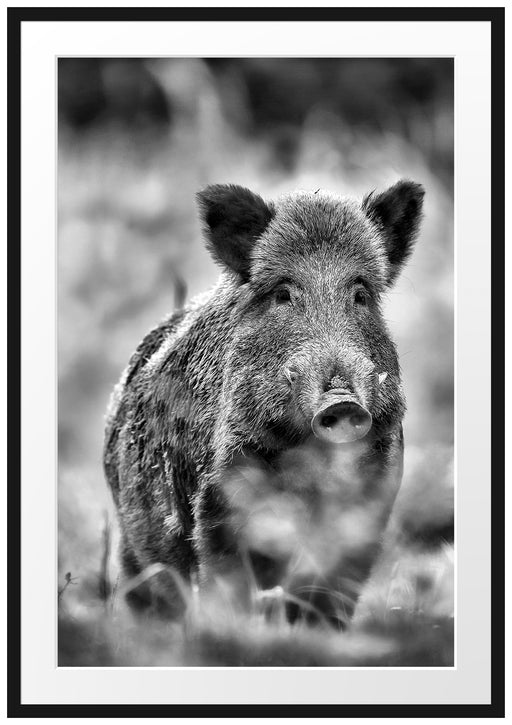 Wildschwein auf Wiese Passepartout 100x70