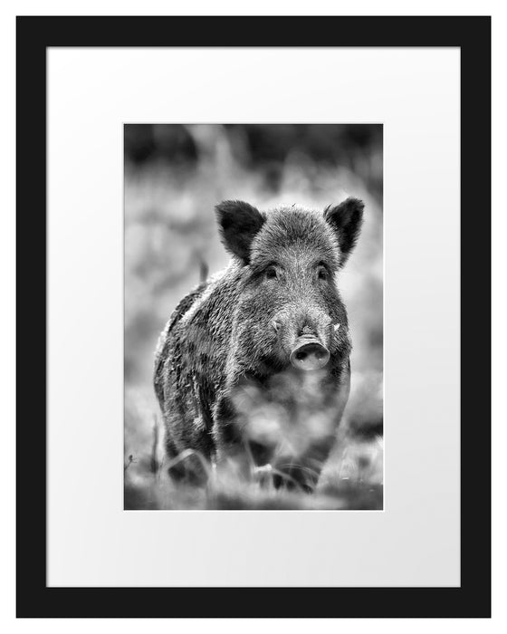 Wildschwein auf Wiese Passepartout 38x30