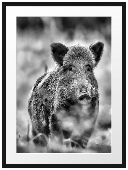 Wildschwein auf Wiese Passepartout 80x60