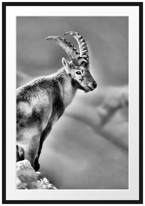 Pixxprint Steinbock im Schnee, im Galerie-Passepartout Bilderrahmen