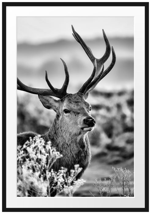 Pixxprint Stolzer Hirsch auf Wiese, im Galerie-Passepartout Bilderrahmen