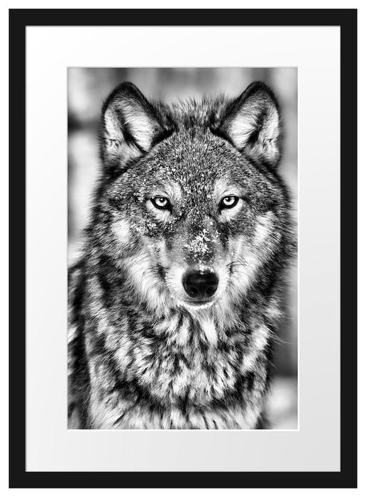 Wachsamer Wolf Passepartout 55x40