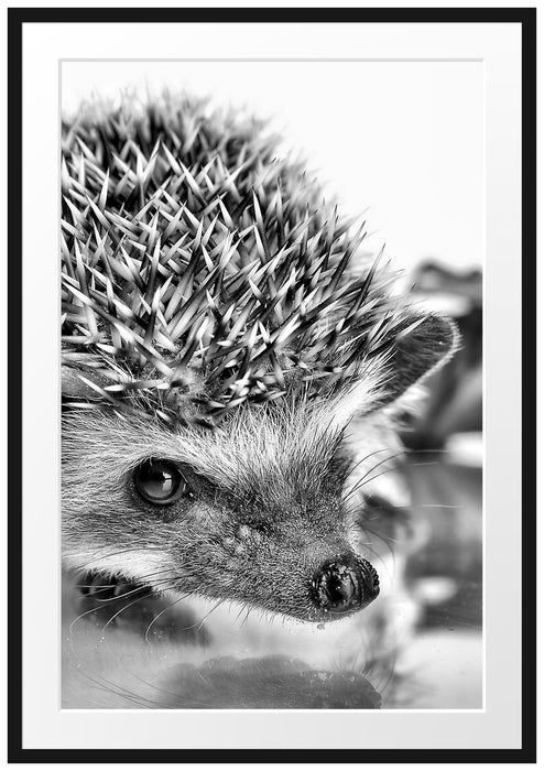 Pixxprint Süßer Igel, im Galerie-Passepartout Bilderrahmen