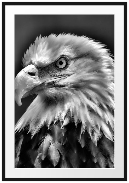 Pixxprint Mächtiger Weißkopfseeadler, im Galerie-Passepartout Bilderrahmen