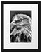 Mächtiger Weißkopfseeadler Passepartout 38x30