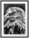 Mächtiger Weißkopfseeadler Passepartout 80x60