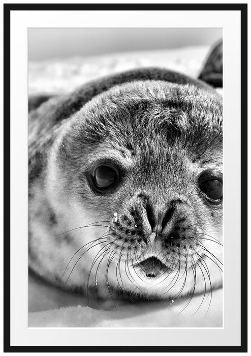 Pixxprint Süßes Robben Baby, im Galerie-Passepartout Bilderrahmen