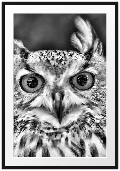 Pixxprint Eulen Kautz Orange Augen, im Galerie-Passepartout Bilderrahmen