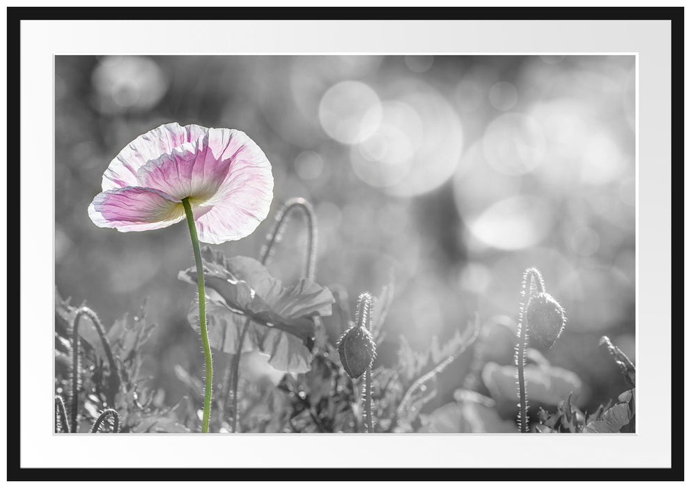 Pixxprint Kalifornischer Mohn im Frühling, im Galerie-Passepartout Bilderrahmen
