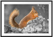 Nagendes Eichhörnchen im Moos Passepartout 100x70