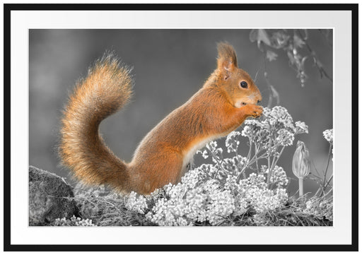 Nagendes Eichhörnchen im Moos Passepartout 100x70