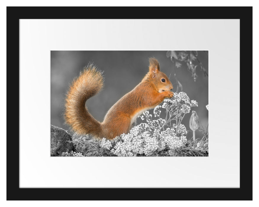 Nagendes Eichhörnchen im Moos Passepartout 38x30
