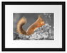 Nagendes Eichhörnchen im Moos Passepartout 38x30