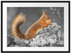 Nagendes Eichhörnchen im Moos Passepartout 80x60