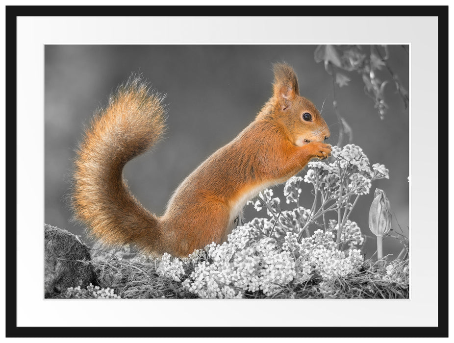 Nagendes Eichhörnchen im Moos Passepartout 80x60