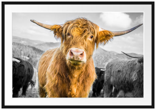 Blick einer Kuh an der Weide Passepartout 100x70