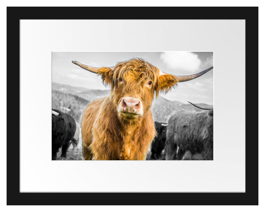 Blick einer Kuh an der Weide Passepartout 38x30