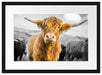 Blick einer Kuh an der Weide Passepartout 55x40