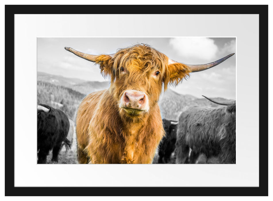 Blick einer Kuh an der Weide Passepartout 55x40