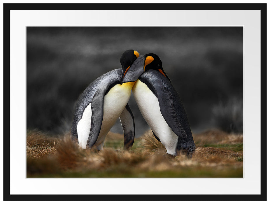 Pinguine in der Antarktis Passepartout 80x60