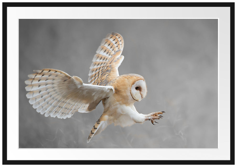 Pixxprint Fliegende Weiße Eule bei der Jagd, im Galerie-Passepartout Bilderrahmen