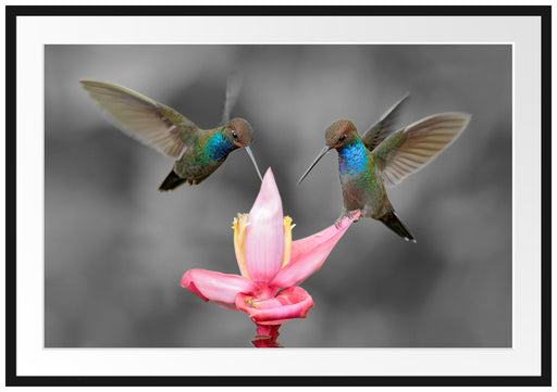 Kolibris in den Tropen Passepartout 100x70