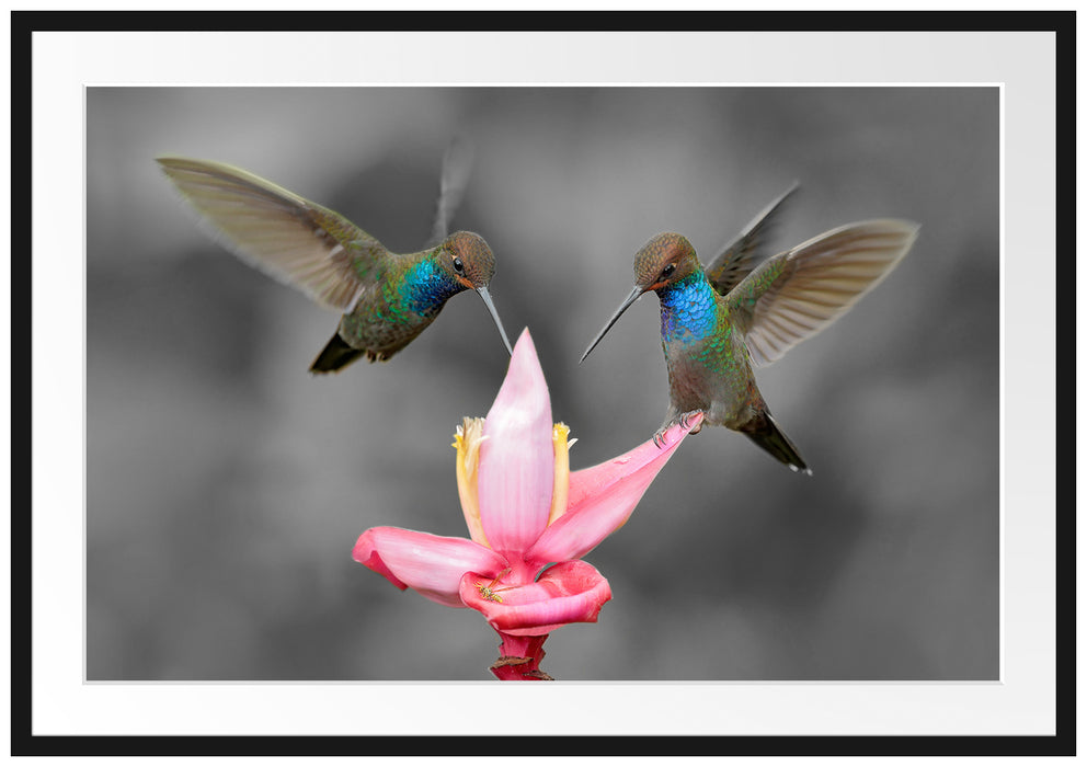 Kolibris in den Tropen Passepartout 100x70