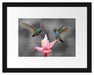 Kolibris in den Tropen Passepartout 38x30