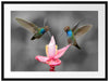 Kolibris in den Tropen Passepartout 80x60