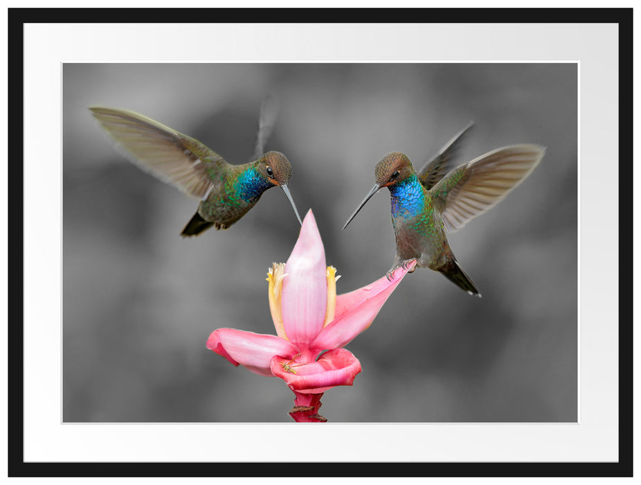 Kolibris in den Tropen Passepartout 80x60