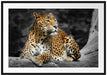 Wunderschöner Leopard in der Natur Passepartout 100x70