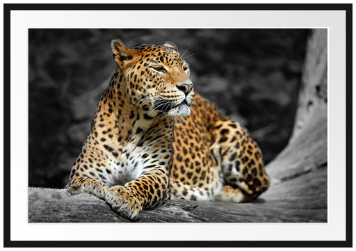 Wunderschöner Leopard in der Natur Passepartout 100x70