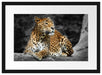 Wunderschöner Leopard in der Natur Passepartout 55x40