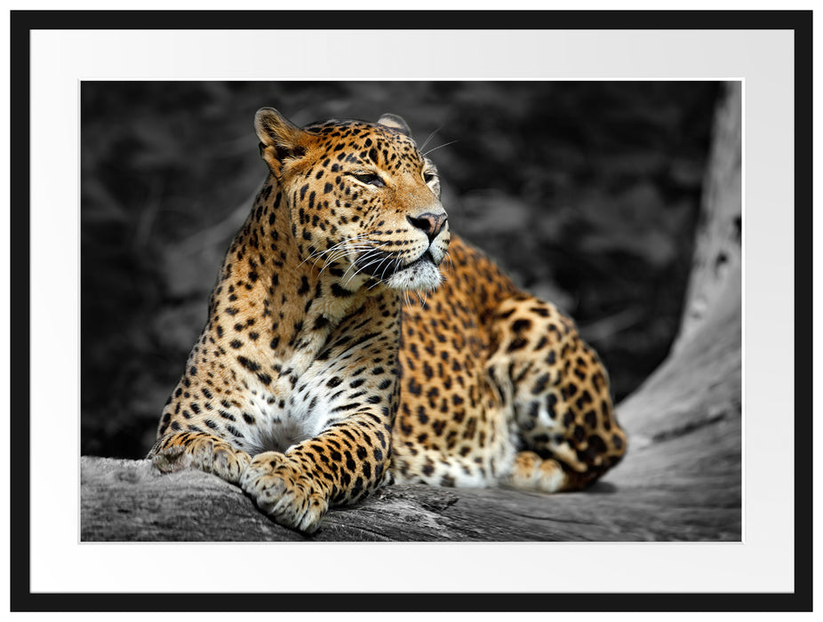 Wunderschöner Leopard in der Natur Passepartout 80x60