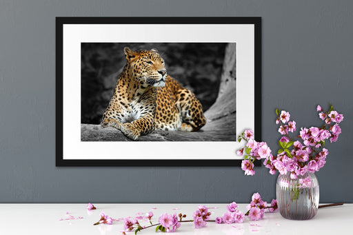 Wunderschöner Leopard in der Natur Passepartout Wohnzimmer