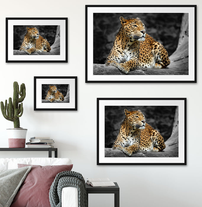 Wunderschöner Leopard in der Natur Passepartout Dekovorschlag