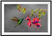 Kolibri trinkt vom Blütennektar Passepartout 100x70