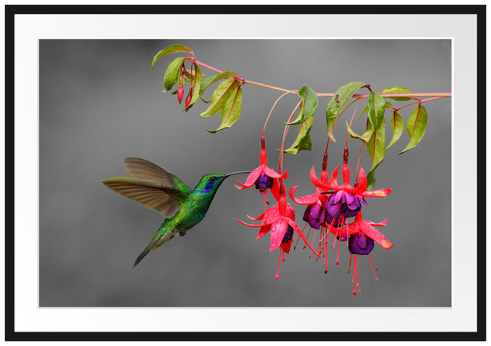 Pixxprint Kolibri trinkt vom Blütennektar, im Galerie-Passepartout Bilderrahmen